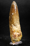 05145 - Beautiful 1.65 Inch Spinosaurus Dinosaur Tooth Cretaceous
