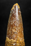 05146 - Unbroken 1.37 Inch Spinosaurus Dinosaur Tooth Cretaceous