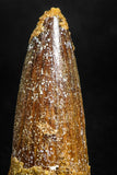 05146 - Unbroken 1.37 Inch Spinosaurus Dinosaur Tooth Cretaceous