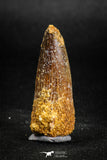 05146 - Unbroken 1.37 Inch Spinosaurus Dinosaur Tooth Cretaceous