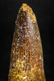 05146 - Unbroken 1.37 Inch Spinosaurus Dinosaur Tooth Cretaceous