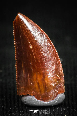 05147 - Top Serrated 0.43 Inch Dromaeosaur Raptor Tooth Cretaceous KemKem Beds