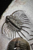 22082 - Museum Grade Association Morocops + Gerastos + Basseiarges + Crotalocephalus + Unidentified Lichids Middle Devonian Trilobites