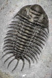 22082 - Museum Grade Association Morocops + Gerastos + Basseiarges + Crotalocephalus + Unidentified Lichids Middle Devonian Trilobites