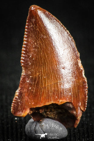 05151 - Museum Grade 0.54 Inch Dromaeosaur Raptor Tooth Cretaceous KemKem Beds