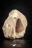 88553 - Great Association of 2 Prognathodon anceps Teeth Cretaceous