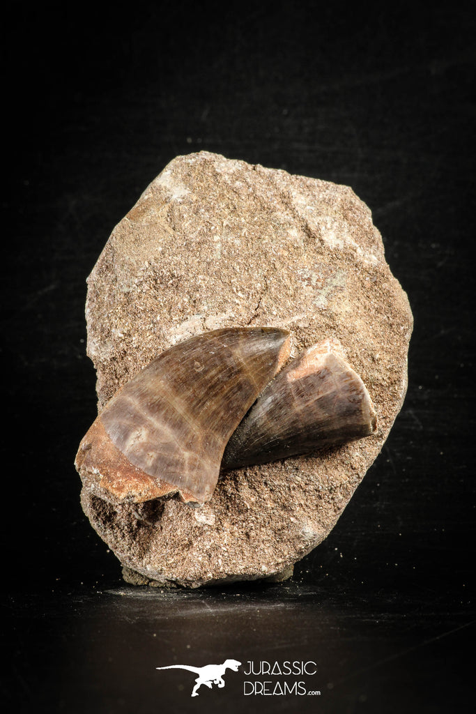 88554 - Great Association of 2 Prognathodon anceps Teeth Cretaceous