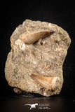 88557 - Great Association of 2 Prognathodon anceps Teeth Cretaceous