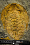 22086 - Finest Grade 6.30 Inch Cambropallas telesto Middle Cambrian Trilobite