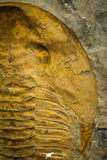 22086 - Finest Grade 6.30 Inch Cambropallas telesto Middle Cambrian Trilobite