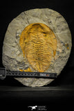22086 - Finest Grade 6.30 Inch Cambropallas telesto Middle Cambrian Trilobite