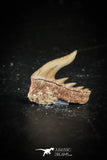 88582 - Top Quality Preserved 0.50 Inch Weltonia ancistrodon Shark Tooth