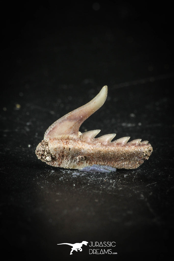 88583 - Top Quality Preserved 0.54 Inch Weltonia ancistrodon Shark Tooth