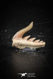 88584 - Top Quality Preserved 0.51 Inch Weltonia ancistrodon Shark Tooth