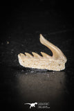 88586 - Top Quality Preserved 0.53 Inch Weltonia ancistrodon Shark Tooth