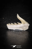 88587 - Top Quality Preserved 0.58 Inch Weltonia ancistrodon Shark Tooth