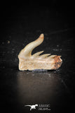 88588 - Top Quality Preserved 0.48 Inch Weltonia ancistrodon Shark Tooth