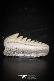 88591 - Top Beautiful Well Preserved 0.74 Inch Hexanchus microdon Shark Tooth