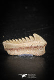 88592 - Top Beautiful Well Preserved 0.71 Inch Hexanchus microdon Shark Tooth