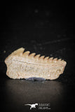 88592 - Top Beautiful Well Preserved 0.71 Inch Hexanchus microdon Shark Tooth