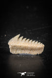 88594 - Top Beautiful Well Preserved 0.60 Inch Hexanchus microdon Shark Tooth