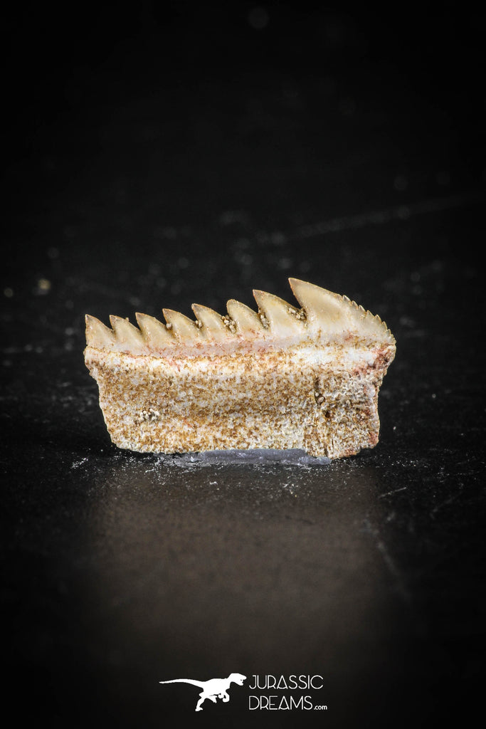 88595 - Top Beautiful Well Preserved 0.55 Inch Hexanchus microdon Shark Tooth