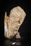 88598 - Premium Grade 2.22 Inch Schizorhiza Rostral Tooth in Natural Matrix