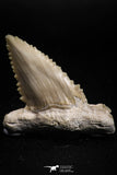 05171 - Strongly Serrated 1.95 Inch Palaeocarcharodon orientalis (Pygmy white Shark) Tooth