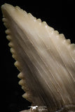 05171 - Strongly Serrated 1.95 Inch Palaeocarcharodon orientalis (Pygmy white Shark) Tooth