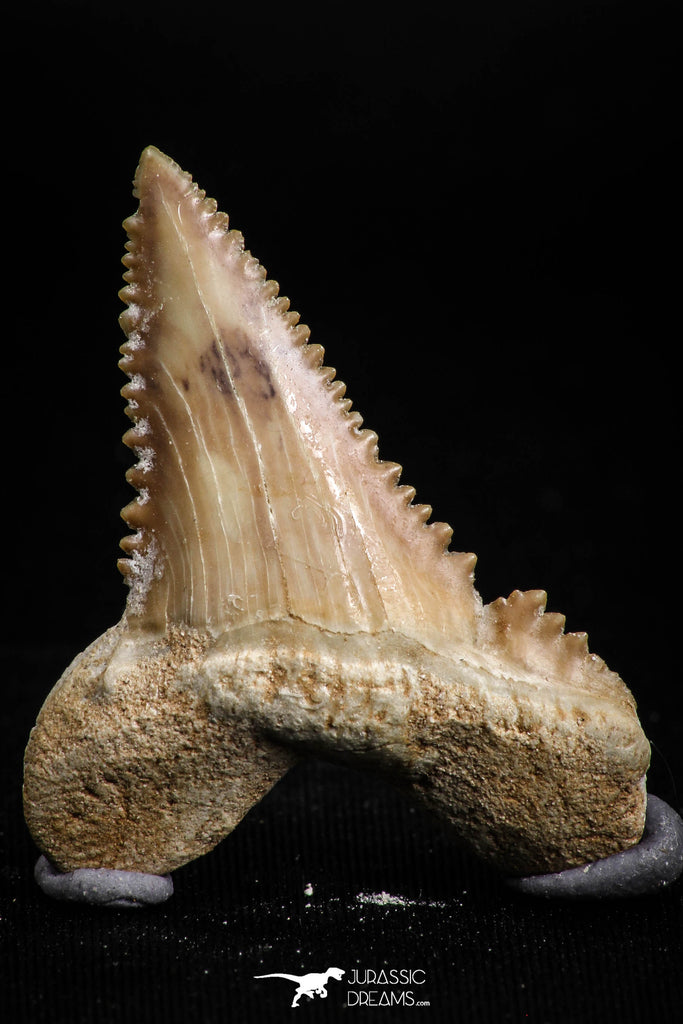 05173 - Nicely Serrated 1.64 Inch Palaeocarcharodon orientalis (Pygmy white Shark) Tooth