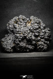 22093 - Botryoidal Goethite Cluster - Taouz, Morocco