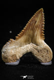 05173 - Nicely Serrated 1.64 Inch Palaeocarcharodon orientalis (Pygmy white Shark) Tooth