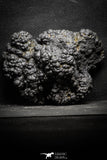22093 - Botryoidal Goethite Cluster - Taouz, Morocco