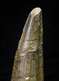 21633 - Great Collection of 15 Spinosaurus Dinosaur Teeth Cretaceous KemKem Beds