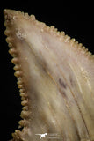 05174 - Well Serrated 1.61 Inch Palaeocarcharodon orientalis (Pygmy white Shark) Tooth