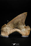 05174 - Well Serrated 1.61 Inch Palaeocarcharodon orientalis (Pygmy white Shark) Tooth