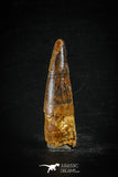 88609 - Top Beautiful Red 2.06 Inch Spinosaurus Dinosaur Tooth Cretaceous