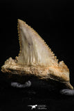 05174 - Well Serrated 1.61 Inch Palaeocarcharodon orientalis (Pygmy white Shark) Tooth