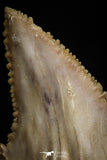 05174 - Well Serrated 1.61 Inch Palaeocarcharodon orientalis (Pygmy white Shark) Tooth