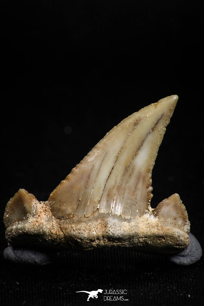 05176 - Well Serrated 1.12 Inch Palaeocarcharodon orientalis (Pygmy white Shark) Tooth