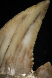 05176 - Well Serrated 1.12 Inch Palaeocarcharodon orientalis (Pygmy white Shark) Tooth