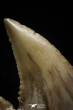 05176 - Well Serrated 1.12 Inch Palaeocarcharodon orientalis (Pygmy white Shark) Tooth