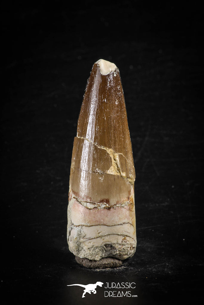 88617 - Top Beautiful Red 2.25 Inch Spinosaurus Dinosaur Tooth Cretaceous