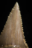 05177 - Strongly Serrated 1.44 Inch Palaeocarcharodon orientalis (Pygmy white Shark) Tooth