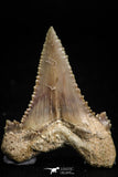 05177 - Strongly Serrated 1.44 Inch Palaeocarcharodon orientalis (Pygmy white Shark) Tooth