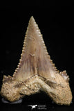 05177 - Strongly Serrated 1.44 Inch Palaeocarcharodon orientalis (Pygmy white Shark) Tooth