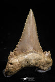 05177 - Strongly Serrated 1.44 Inch Palaeocarcharodon orientalis (Pygmy white Shark) Tooth