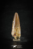88621 - Top Beautiful Red 2.28 Inch Spinosaurus Dinosaur Tooth Cretaceous