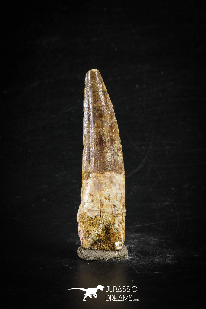 88622 - Top Beautiful Red 2.40 Inch Spinosaurus Dinosaur Tooth Cretaceous