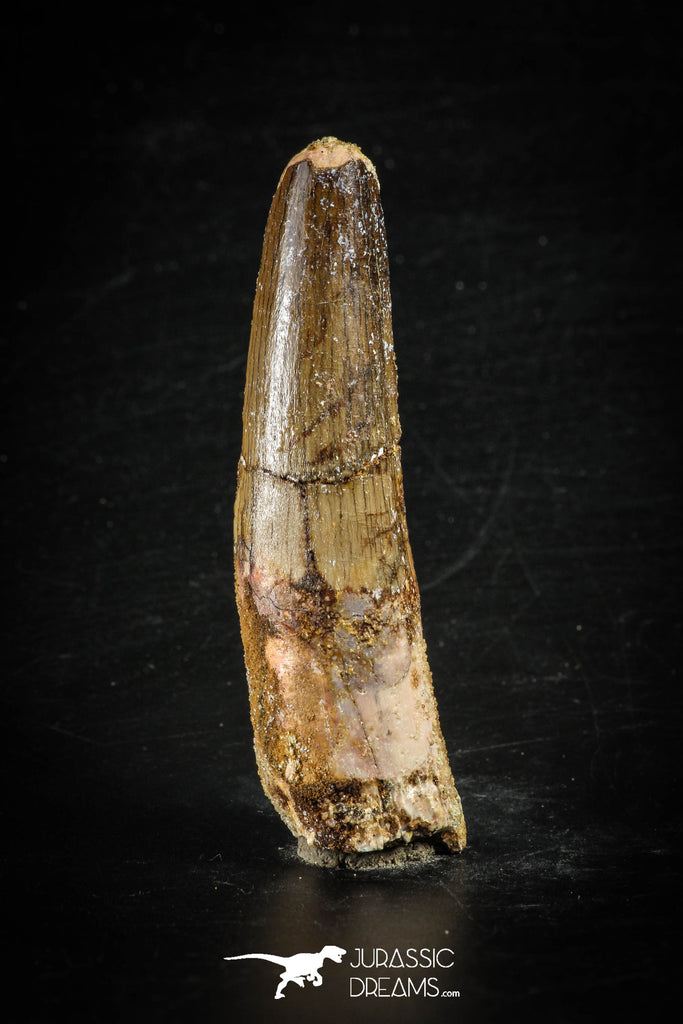 88623 - Top Beautiful Red 2.80 Inch Spinosaurus Dinosaur Tooth Cretaceous